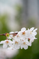 Someiyoshino-Sakura, the most loved cherry blossom in Japan with copy space