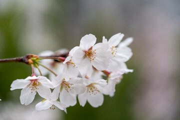 Someiyoshino-Sakura, the most loved cherry blossom in Japan with copy space