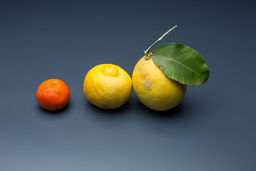 yellow lemon on gray background, composition of lemons and green leaves.
