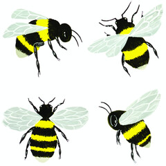 Bee watercolor hand drawn collection