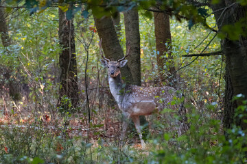 A male fallow deer between the trees in a dense forest watches the photographer, a wild animal in the wild, a male with large spade-shaped horns