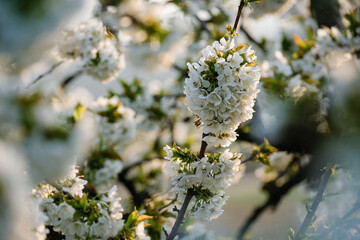 Fleurs de cerisier
