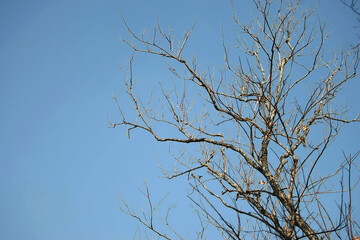 Dry twigs Tropical forest trees on blue sky texture background wallpaper