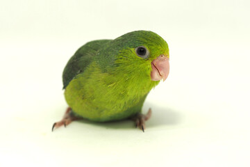 Selective focus of forpus parrotlet newborn bird studio shot on white background