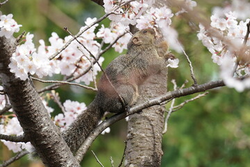 squirrel on the cherry blossom
