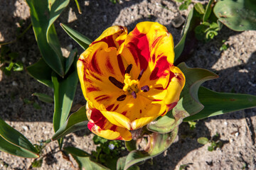 Tulipe Denmark vue en plongée 