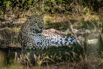 Panthera Paradus Kotiya (Sri Lanka Leopard), posing for the camera.