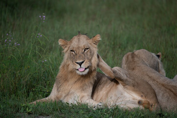 Big lion lying on savannah grass. Landscape with characteristic trees on the plain and hills in the background