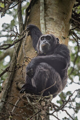 Pan-hooting chimpanzee (Pan troglodytes) in natural habitat