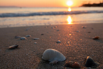 shell on the beach, sunrise 