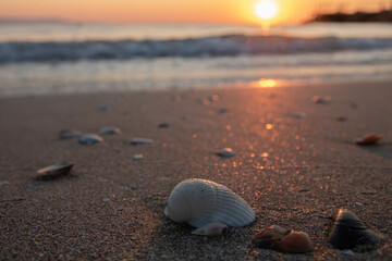 seashell on the beach, sunrise view 