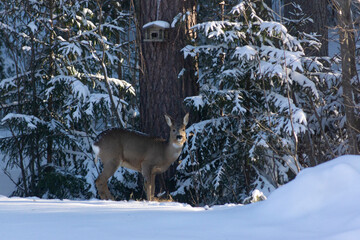 Tailless deer, Finland, Winter, Forest, Bambi, Animals, Nature, Snow