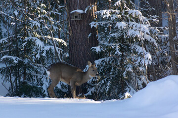 Tailless deer, Finland, Winter, Forest, Bambi, Animals, Nature, Snow.