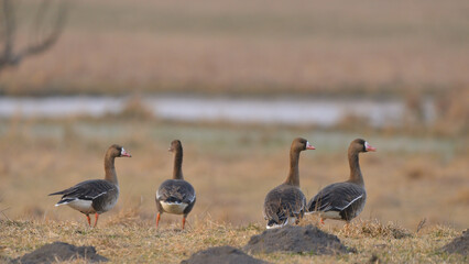 Greater White-fronted goose - Anser albifrons frontalis