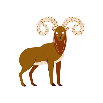 A cartoon urial with long curly horns vector illustration isolated on a white background. Cute wild animal