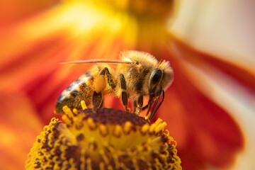 Honey bee covered with yellow pollen drink nectar, pollinating flower. Inspirational natural floral...