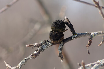 Dried apples on a tree branch. Wildlife concept