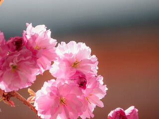 Naklejka na ściany i meble 比叡山の桜