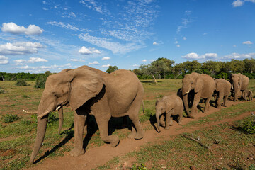 Elephant herd walking in the green season in Mashatu Game Reserve in the Tuli Block in Botswana