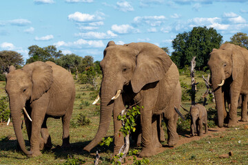 Fototapeta na wymiar Elephant herd walking in the green season in Mashatu Game Reserve in the Tuli Block in Botswana
