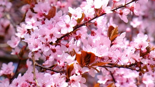 pink flowers in blooming tree .spring time