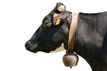 Closeup of a black and white head of cow (heifer) with cowbell, isolated on white background. Side...