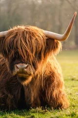 Wall murals Honey color highland cow in spring