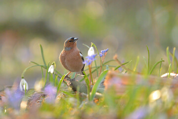 Common chaffinch - Fringilla coelebs bird