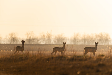 Group of Roe deers on the field - 495876817