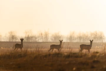 Selbstklebende Fototapeten Group of Roe deers on the field © Creaturart