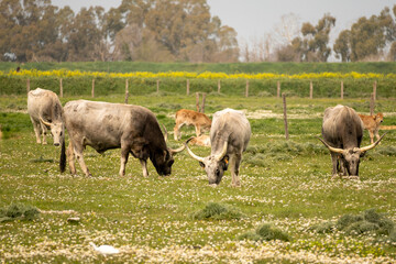 Italy Tuscany natural park of the Maremma, called the Uccellina Alberese park, Maremma cows grazing with cubs