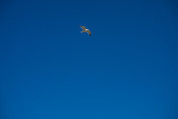 seagull in the sky
