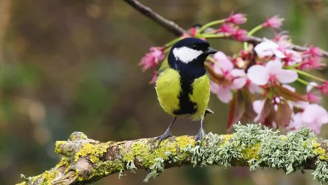 Great Tit Perched on a Branch