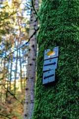 Entdeckungstour durch die Ravennaschlucht bei Breitnau - Baden-Württemberg - Deutschland