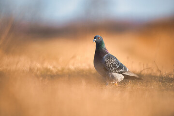 Messenger pigeon on the ground