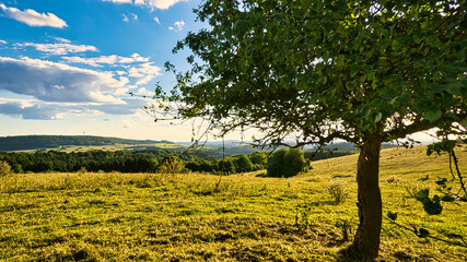 A sunny day in the Saarland with a view over meadows into the valley. Tree in foreground