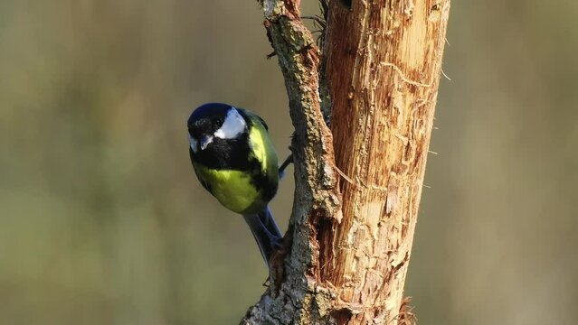Great Tit Perched on a Branch