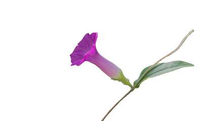 pink wild flowers isolated white background