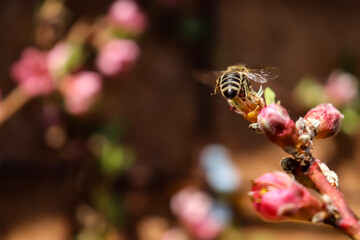 Blüten & Biene