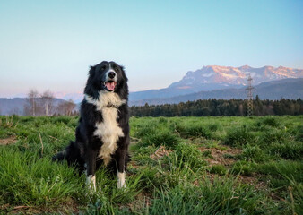 Fototapeta premium Hund & Natur