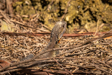 Gippsland Water Dragon, Tomaga River, NSW, March 2022