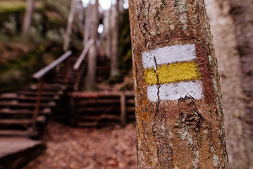 Żółty znak w lesie - obrazy, fototapety, plakaty