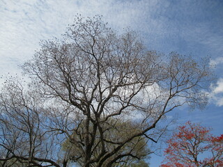 Fototapeta na wymiar 春にすっかり葉の落ちたTriadica sebiferaの木