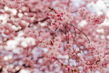 Różowe zakwitnięte kwiaty © rozentuzjazmowany