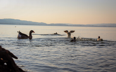 Fototapeta premium See & Enten