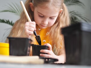 Little toddler girl planting seeds in the pots. Child helping to care for home plants. Home...