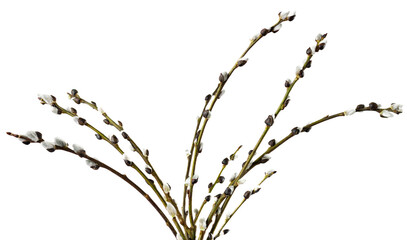 Three Easter willow branches on a white background macro © Tatyana