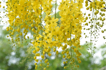Ratchaphruek or Multiply flowers, Cassia fistula L. or golden shower are blooming on the tree. Tropical yellow flowers that bloom in summer. Symbol of Songkran Festival.