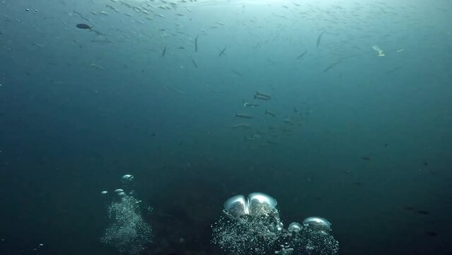 Under Water film footage - Scuba divers air bubbels rising up in front of camera - Barracuda fish in the distance - camera tilting up towards sea surface - Sail rock island - Scuba diving - Thailand