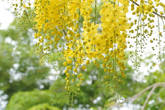 Ratchaphruek or Multiply flowers, Cassia fistula L. or golden shower are blooming on the tree. Tropical yellow flowers that bloom in summer. Symbol of Songkran Festival.
